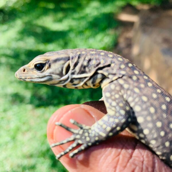 WhatsApp Image 2026-01-21 at 20.15.23 (1)