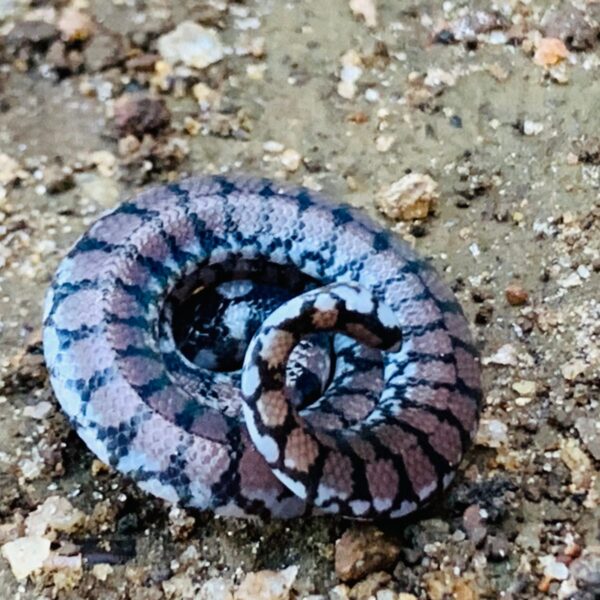 WhatsApp Image 2026-01-21 at 20.15.24