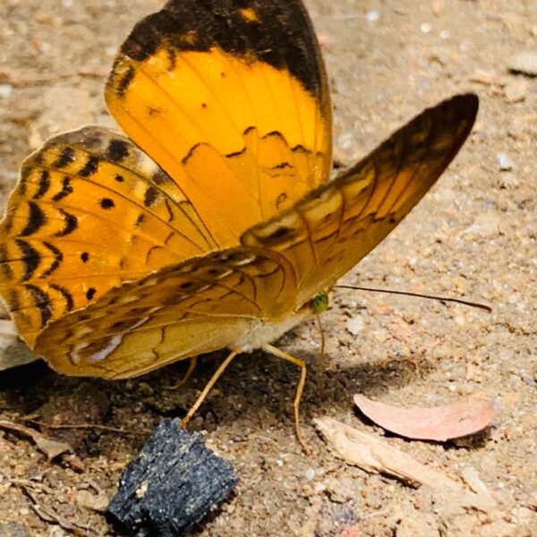 WhatsApp Image 2026-01-21 at 20.15.30