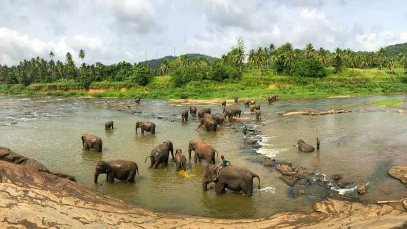sri lankan elephants